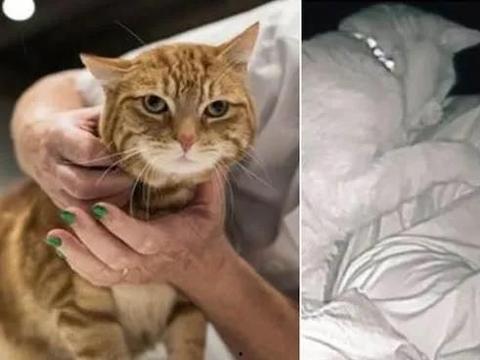 猫咪爆料视频大全播放网站,萌宠瞬间,笑料横生! 第3张 猫咪爆料视频大全播放网站,萌宠瞬间,笑料横生! 第3张