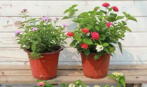 陶虹车祸爆料视频最新消息,事故详情及各方回应揭晓 第3张 陶虹车祸爆料视频最新消息,事故详情及各方回应揭晓 第3张