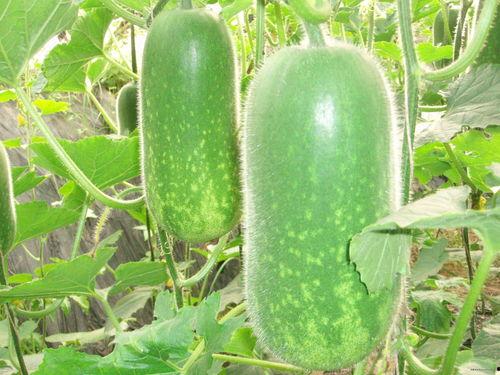 网红泡泡又困了吃瓜,揭秘娱乐圈幕后故事 第2张 网红泡泡又困了吃瓜,揭秘娱乐圈幕后故事 第2张